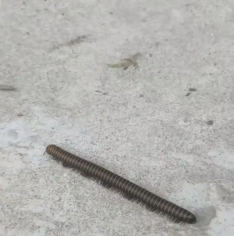 目测比蜈蚣腿还多,谁知道这是什么虫子?