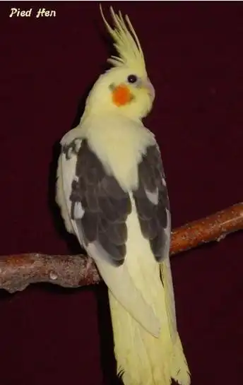 防坑小知识玄凤鹦鹉细分品种及市场参考价