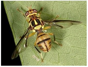 头上长触角腹部像瓢虫的苍蝇是什么物种? - 99问答网