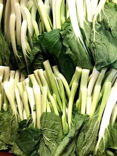新鲜白菜心