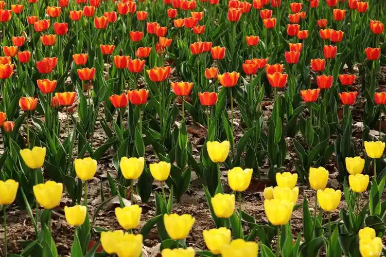 百花齐放香四溢三花争艳兴庆宫