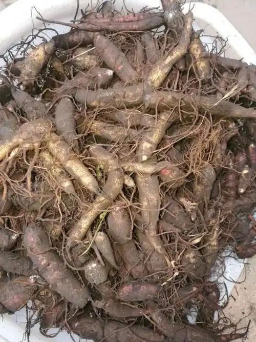 大草乌↑在民间有自行煮食大草乌,附片等"进补"的现象,导致中毒的情况