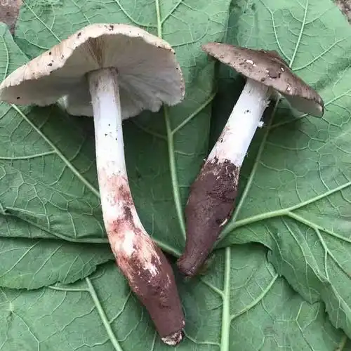 现货四川新鲜野生鸡枞菌鸡山菌斗鸡菇鸡肉菌500g顺丰500g500g