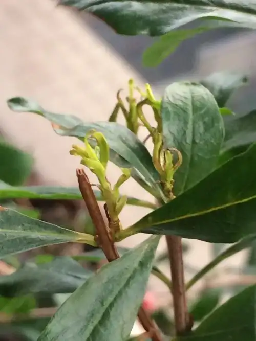 我这石榴的芽怎么这样?