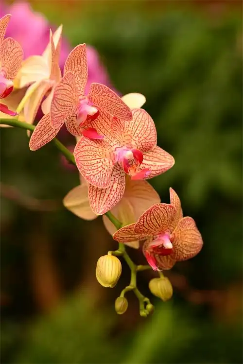 冬日花市推荐丨"洋兰皇后"蝴蝶兰