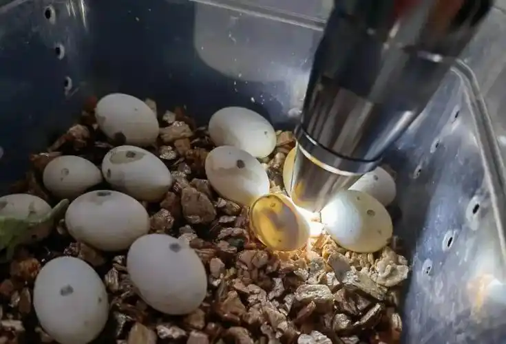 和鸟类的蛋孵化不同的是,变色龙的蛋并不需要每天翻蛋,而是保持着相对