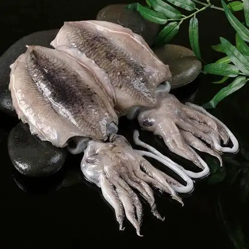 墨鱼与乌贼:一场海洋生物的误会解析