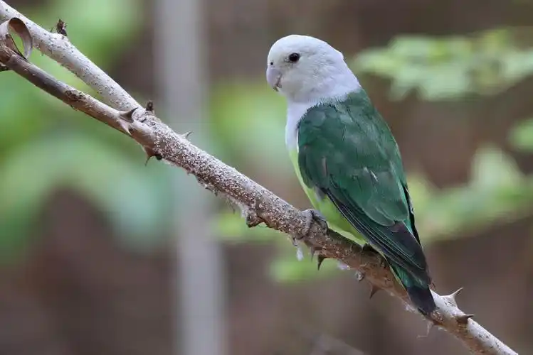 灰头情侣鹦鹉(动物)