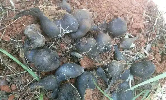 它叫乌灵参生长在白蚁窝里被炒到千元1斤有什么价值