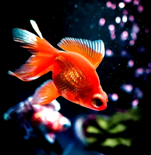 漂亮的金鱼