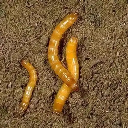 马铃薯虫害——金针虫防治!危害特点_幼虫