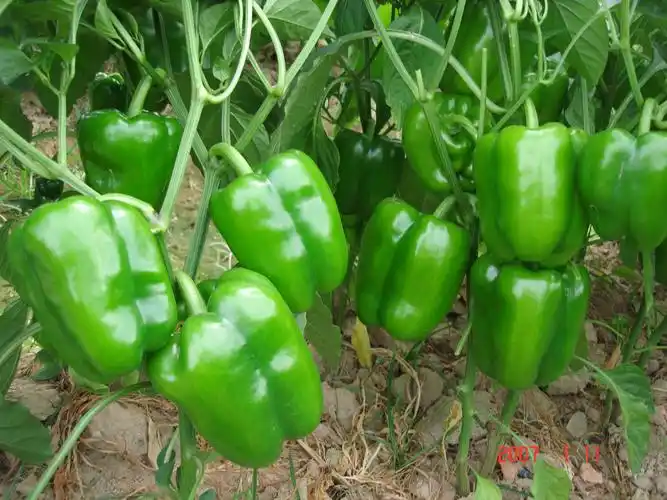 甜椒