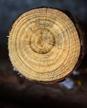 大树树轮图片