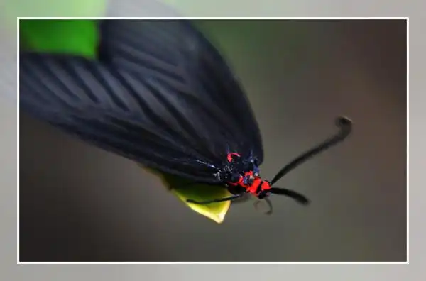 红黑的飞蛾
