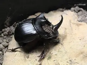 家里出现黑色甲壳虫请问这是什么昆虫,来个懂得