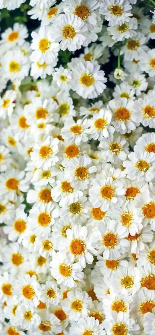 小雏菊壁纸 ·文艺ins风|喜欢小雏菊,却无关它的花语