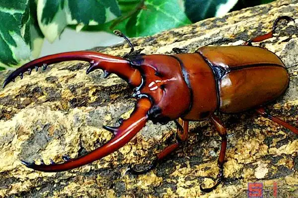 菲律宾肥角锹_菲律宾肥角锹形虫百科图片_饲养繁殖_雌雄鉴别_sbike