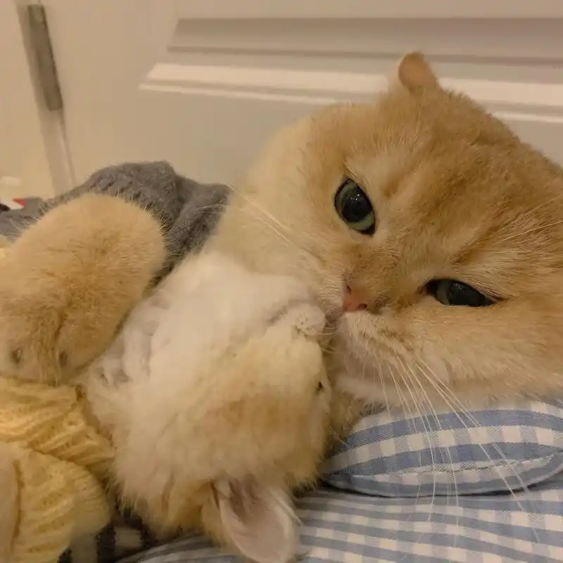 嗯?#猫猫头像 #猫咪情侣 #猫咪 - 抖音