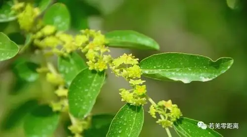 枣花蜜,我国四大名蜜之一,营养多多哦