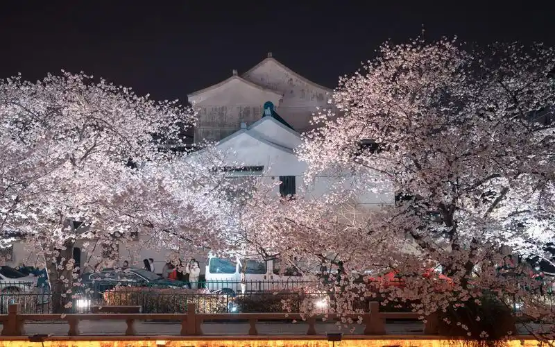 常熟方塔街樱花盛典(夜晚版)