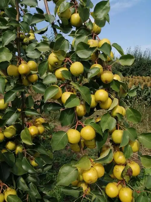 海原香水梨(宁夏银川永宁县美食)