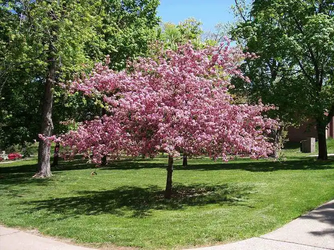 【原创】各种常见树的英文表达(图) - khubilai的日志 - 网易博客