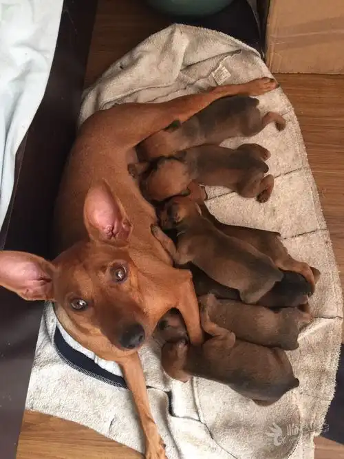 满月小鹿犬出售