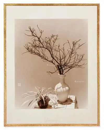 2505 枝叶长青 银盐相纸