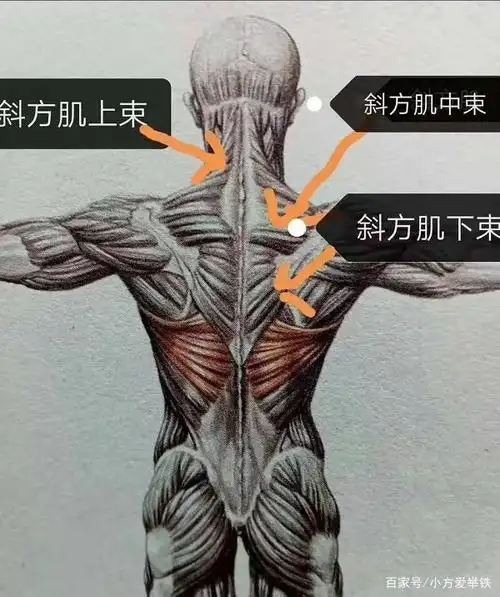 斜方肌也分为上中下三束