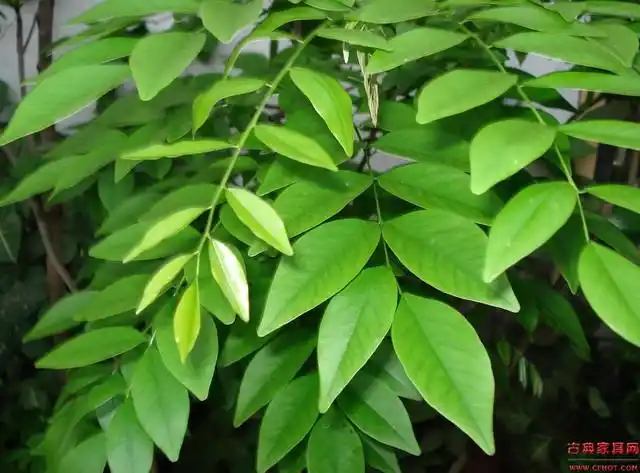 销售:降香黄檀种子(180元每公斤)--联系小黎 13696918082