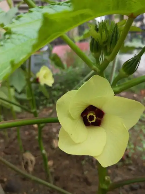 今日日志——半夏之花(周六新家)