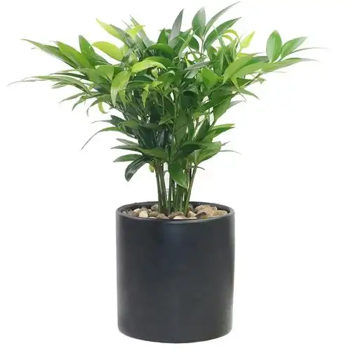 平安竹柏盆栽长寿花卉可水培绿植土室内常绿绿植