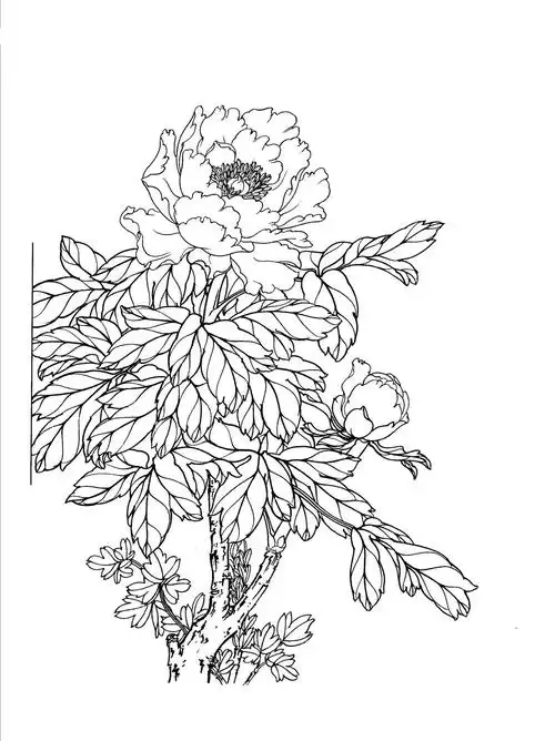 牡丹线稿 | 任是无情也动人