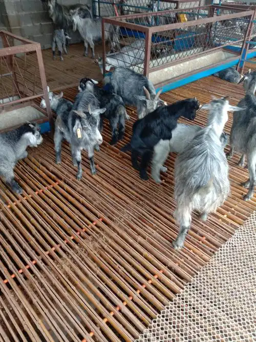 纯种青山羊,有需要的联系我.