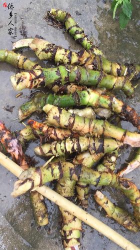 野生天河芋水刺芋竻藕勒慈茹水勒芋清热祛湿秋冬滋润汤料每份五斤