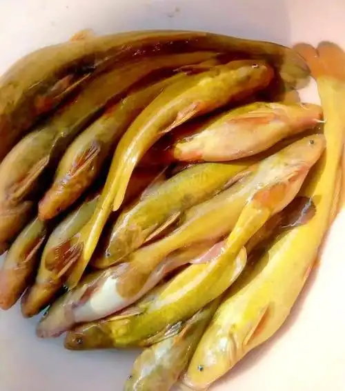 探钓黄河"牛尾巴"鱼,钓位却被冲垮!河道北移了数十米