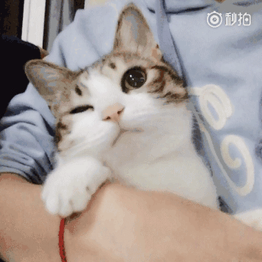 猫咪眯眼杀gif动图gif猫咪动图眯眼表情