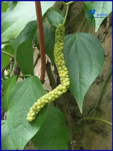 山蒌(山蒟) piper hancei