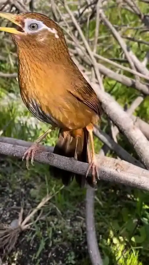 画眉鸟叫声 #画眉鸟生活 #极品叫口画眉鸟-动物视频-搜狐视频