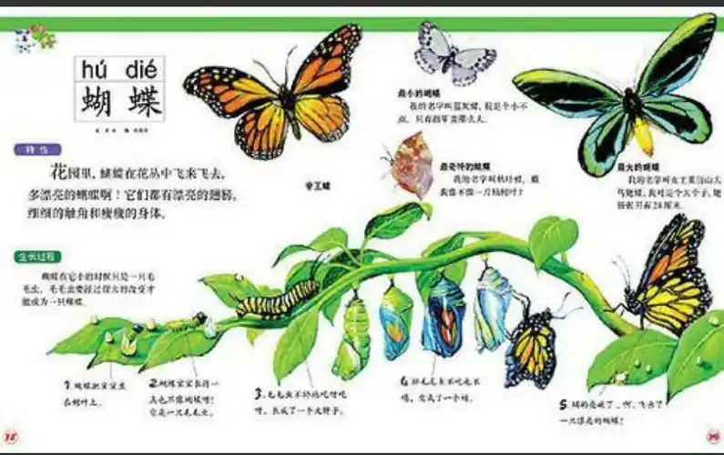 毛毛虫变蝴蝶