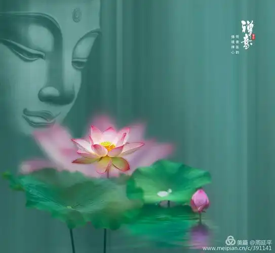 心如莲花一路芬芳