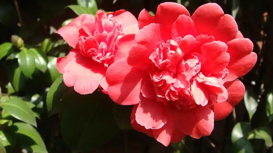 山茶花图片大全(山茶花图片大全大图)