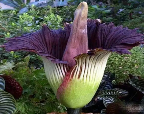 世界上花语最黑暗的花,黑百合(具有让人为之冲动的魔力)