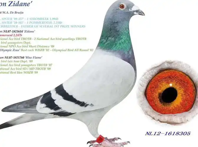 四川超越者鸽苑