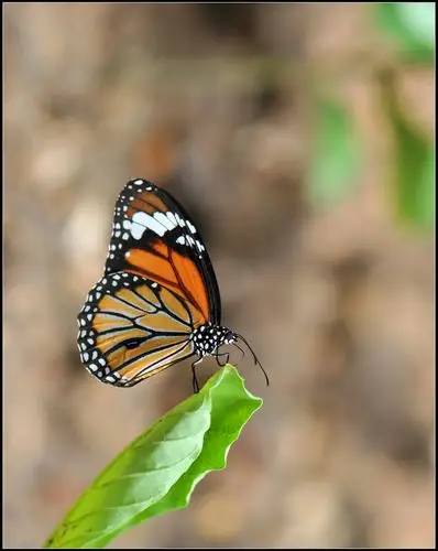 帝王斑蝶查看大图曝光:1/250 sec光圈:f4快门:1/2