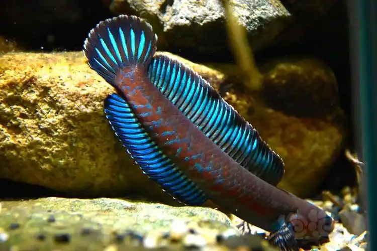 【雷龙】阿萨姆奶茶雷龙