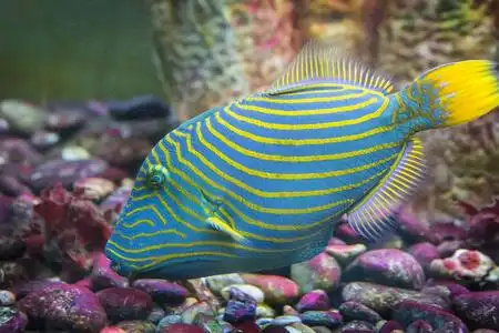 明亮的条纹的热带观赏鱼漂浮在温暖的海洋照片