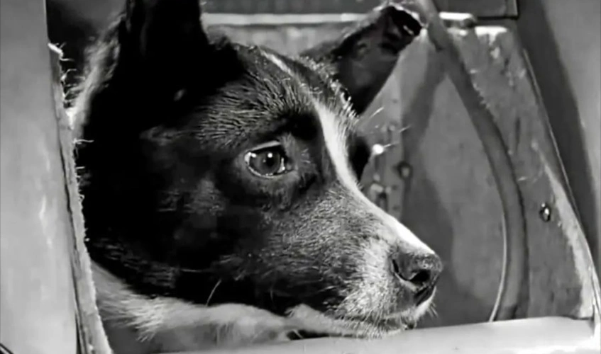 为证明人类也能上太空,48只狗被带入太空,有1只还5次上太空!