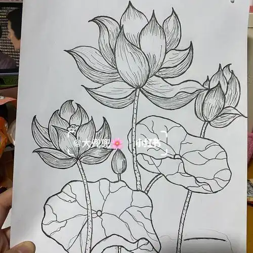 荷花不止彩色好看