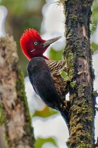 在中国分布较广的种类有绿啄木鸟和斑啄木鸟